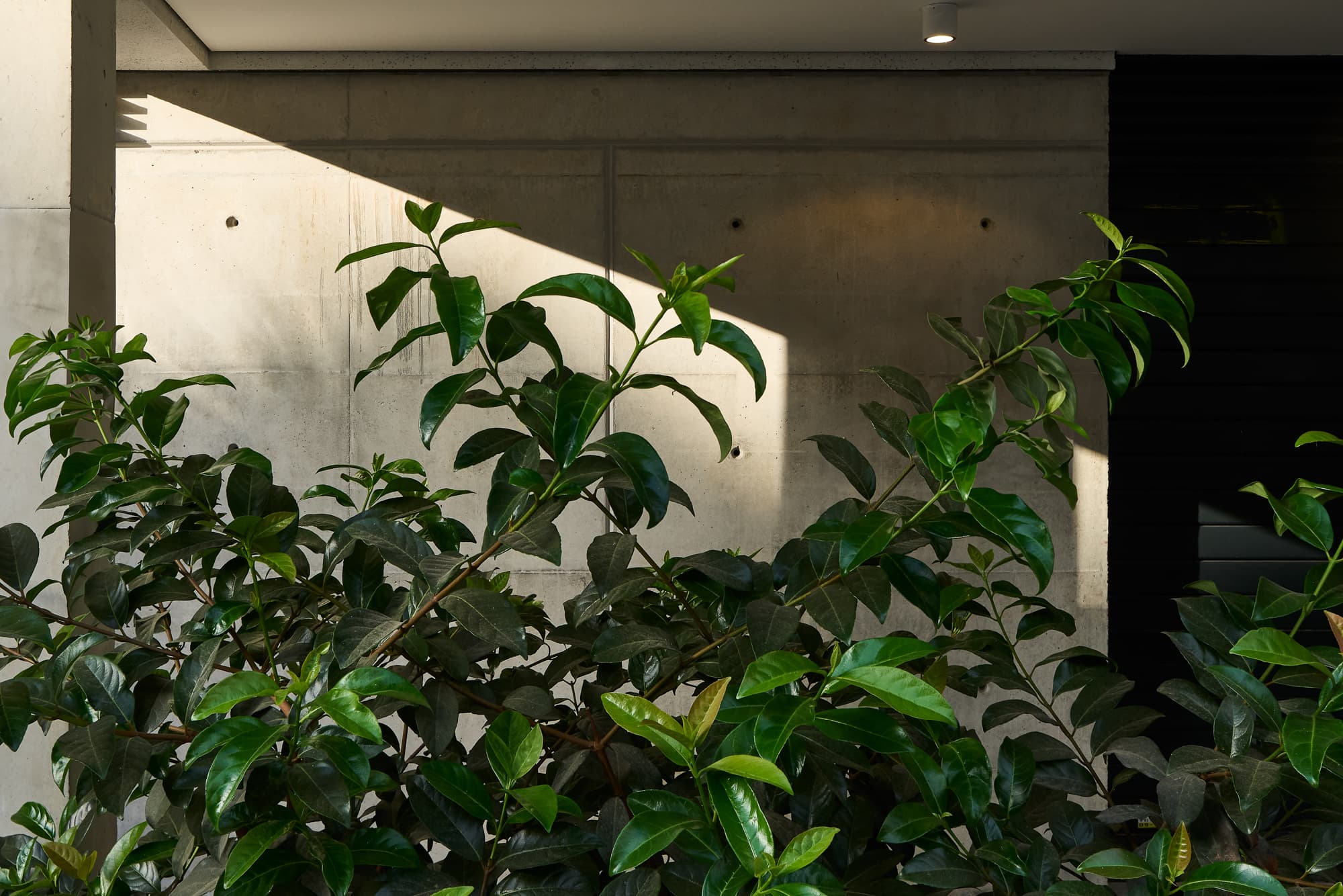 Shenkin 74 facade